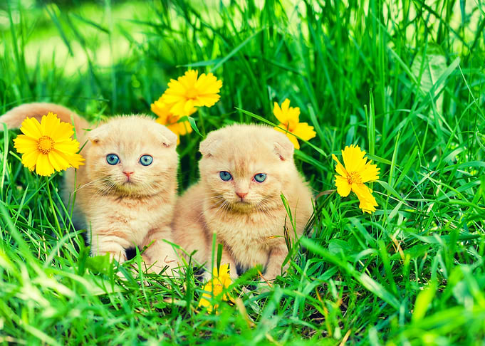 Animals Beautiful Beauty C