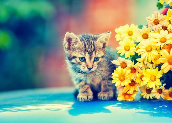 Adorable Animals Baby Beau