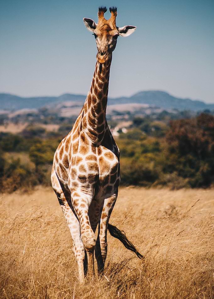 giraffe animals wildlife