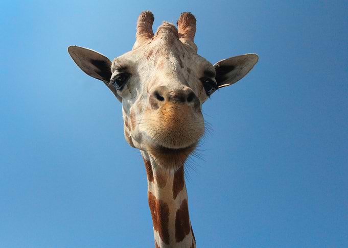 giraffe animal wildlife