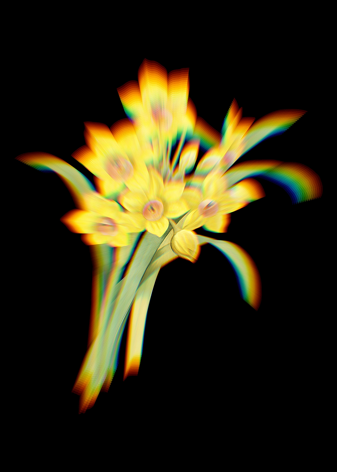Prism Chinese Sacred Lily