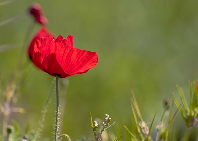 poppy flower