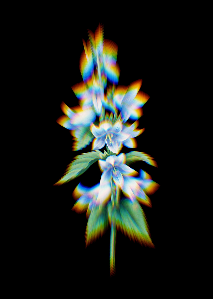 Prism Bellflowers