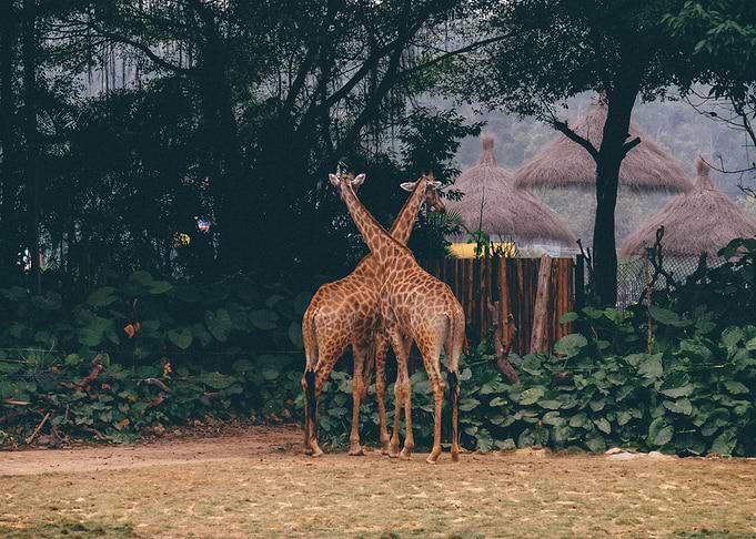 giraffe animal wildlife