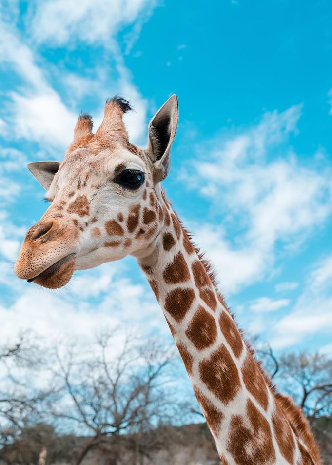 giraffe animals wildlife