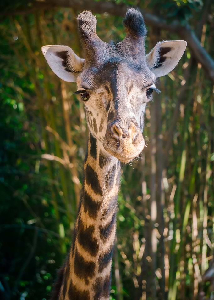 giraffe animals wildlife