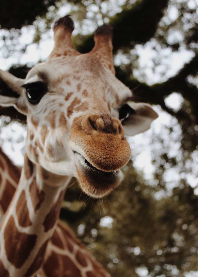 giraffe animals wildlife
