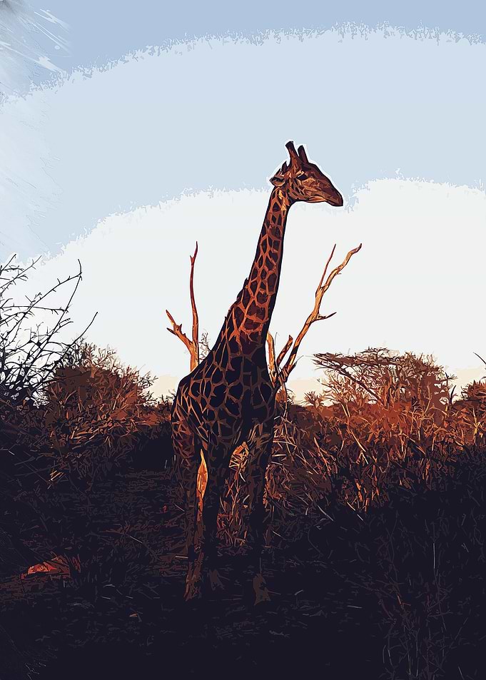 giraffe animals wildlife