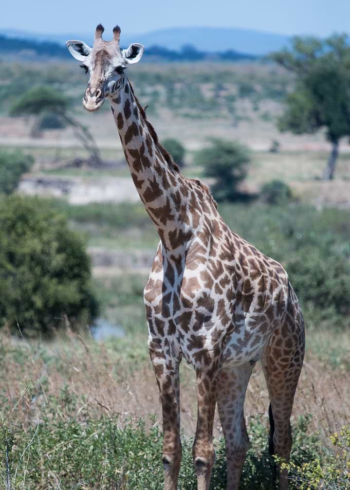 giraffe animals wildlife