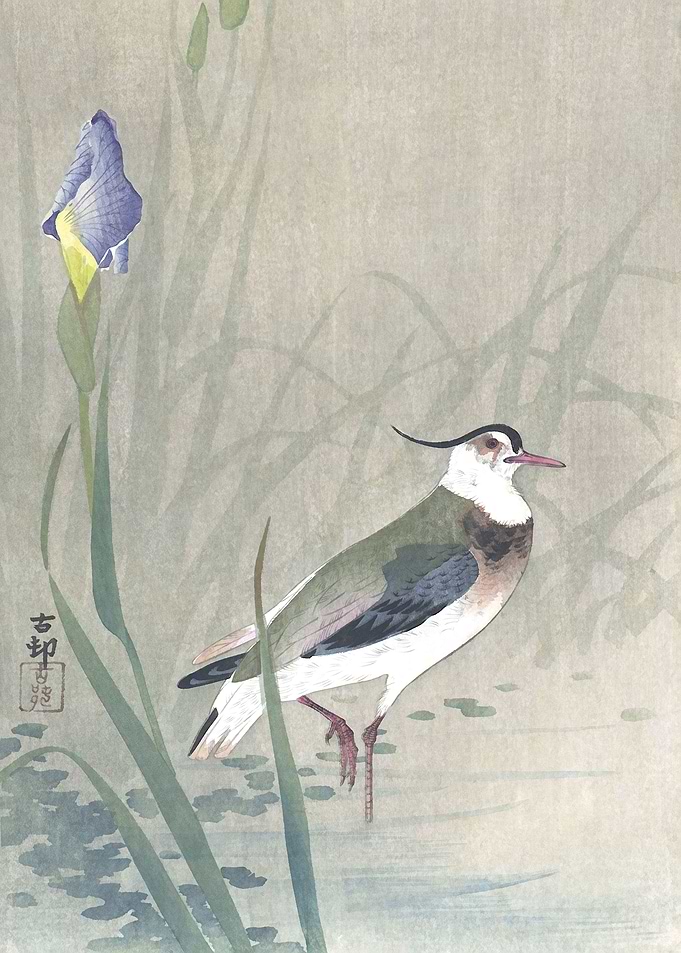 Lapwing and Iris Flowers