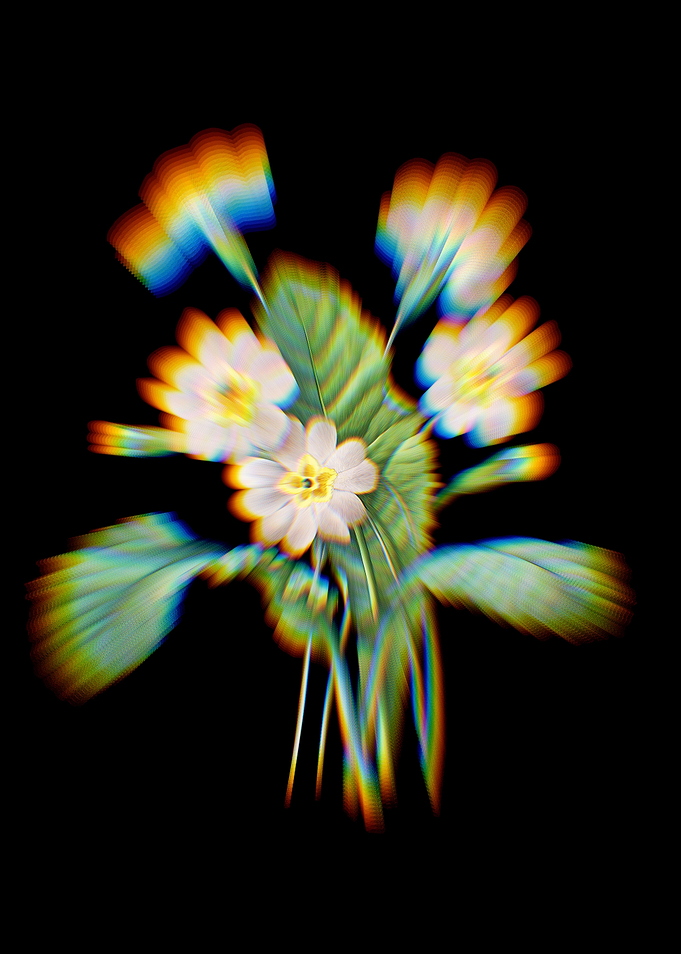 Prism Grandiflora