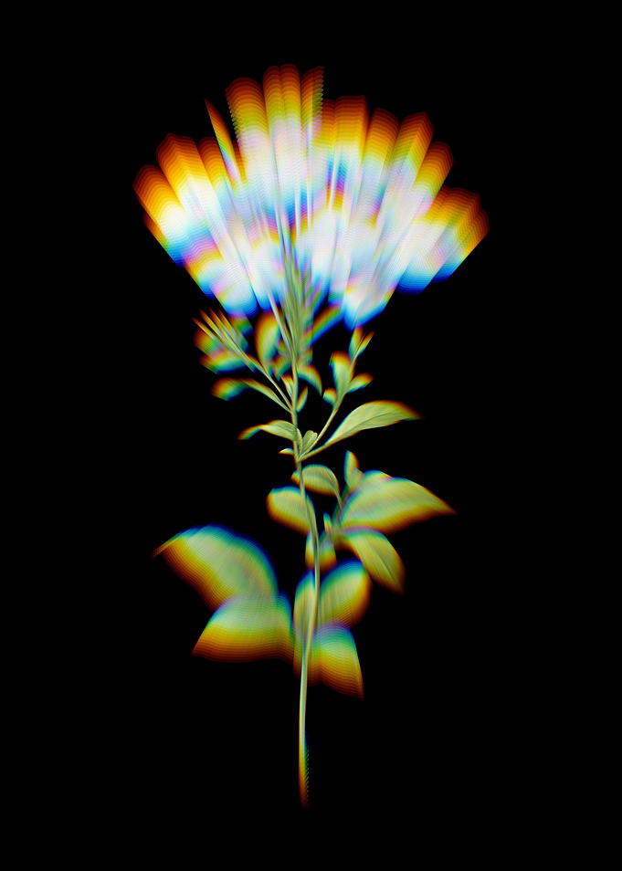 Prism Plumbago Caerulea