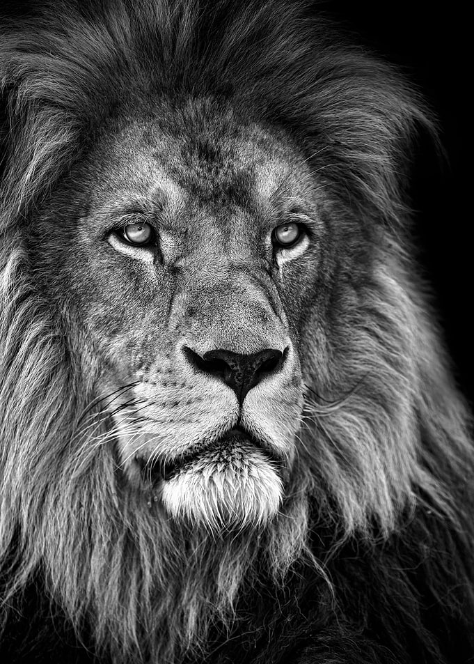 African lion king head