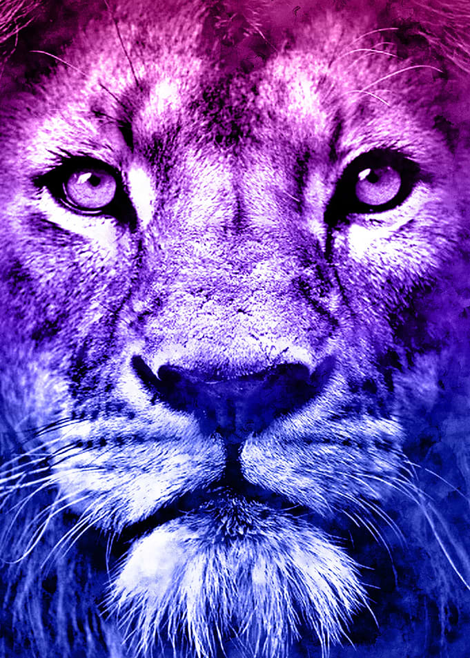 Lion Full Color