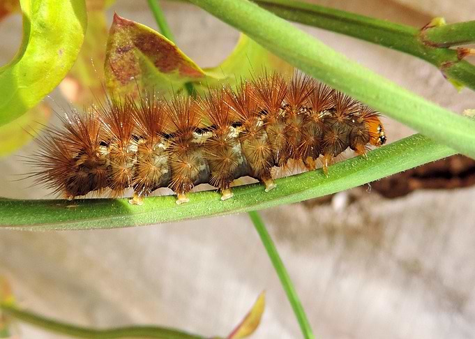 brown caterpillar