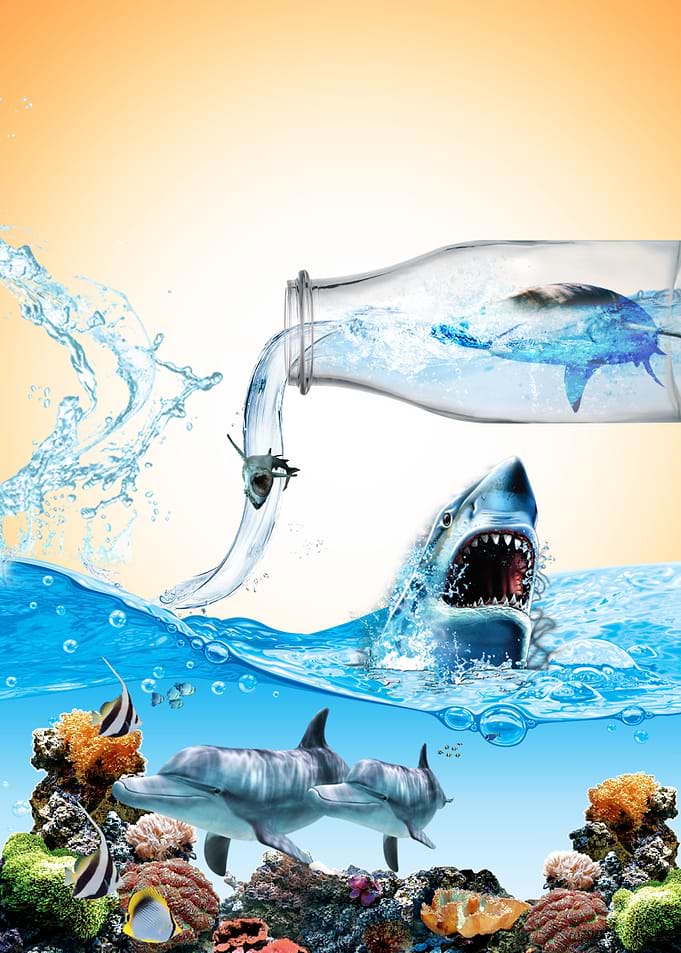 Shark in the Bottle