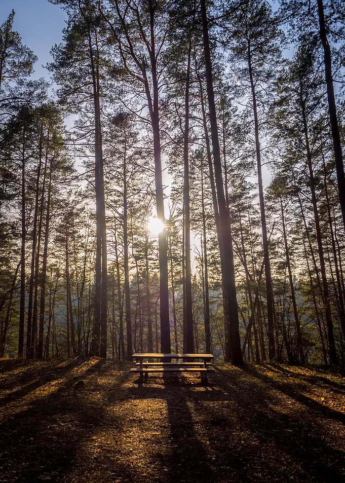 A Sun from Trees