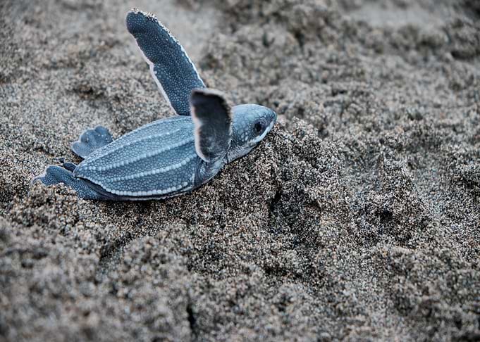 blue turtle grass