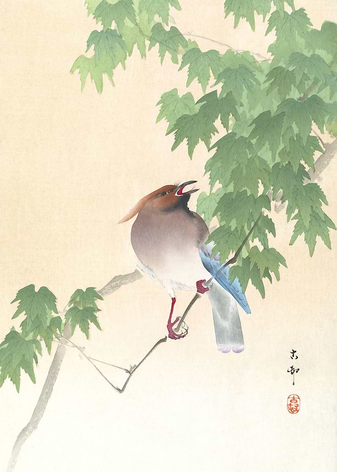 Bird On Maple Tree Woodcut