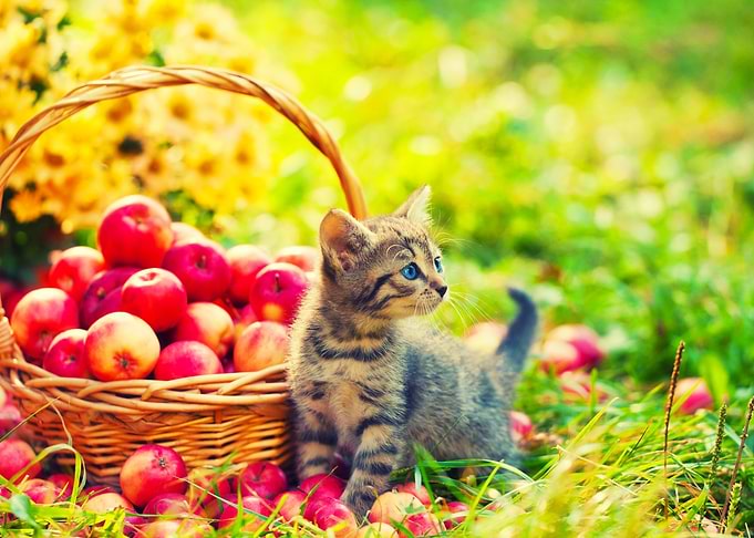 Adorable Alone Animals App