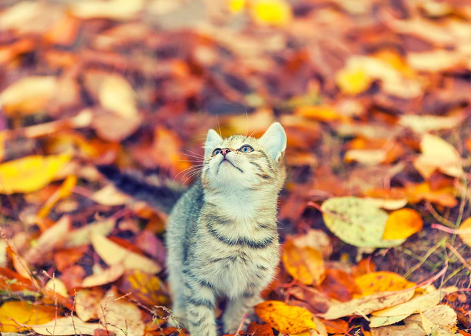 Adorable Alone Animal Autu