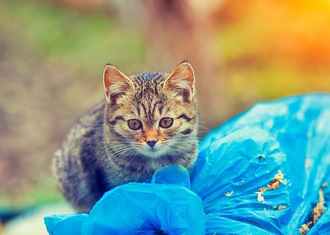 Adorable Alone Animal Autu