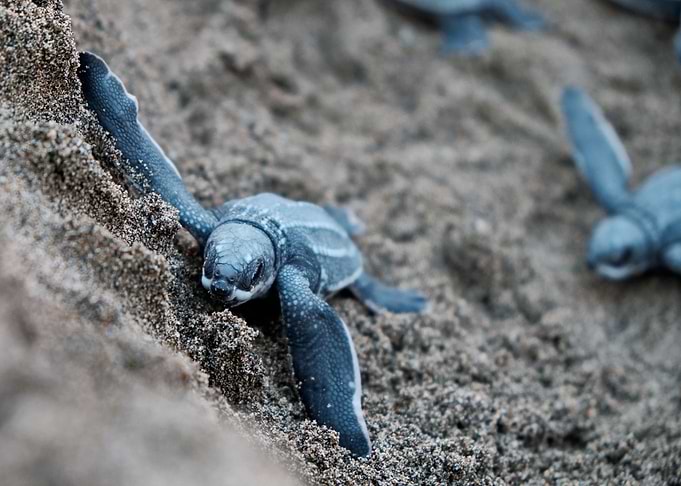 turtle blue sand