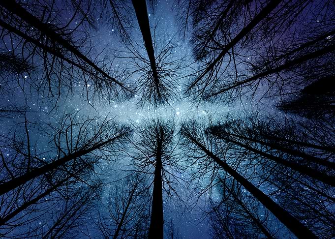 Night tree forest