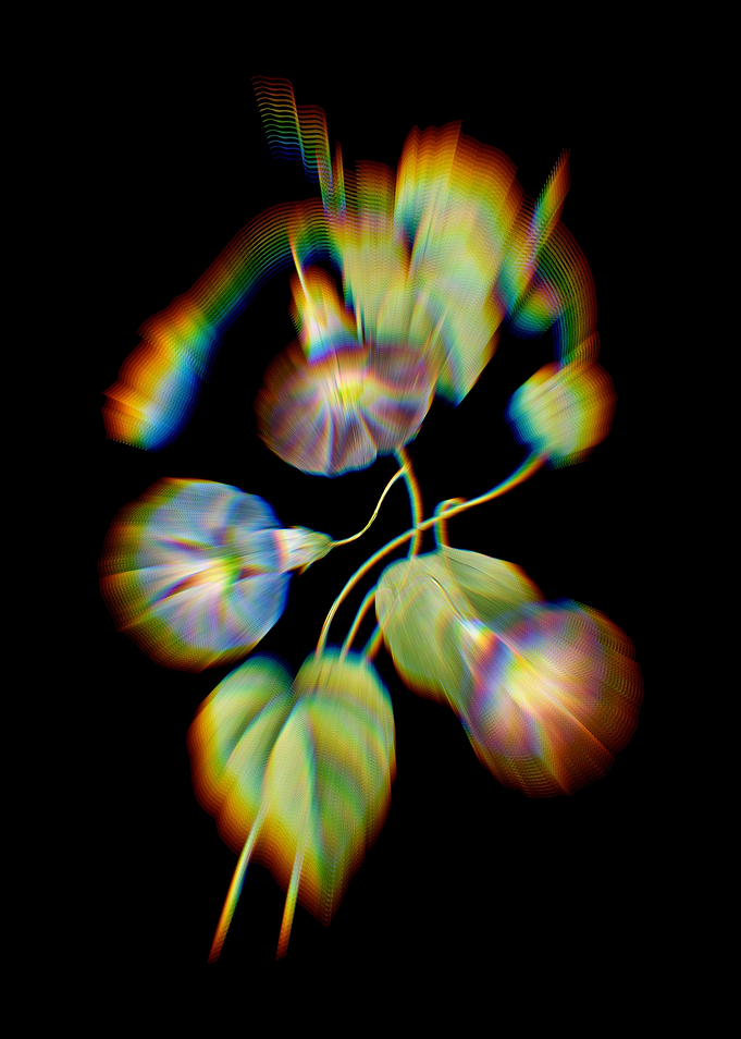 Prism Morning Glory