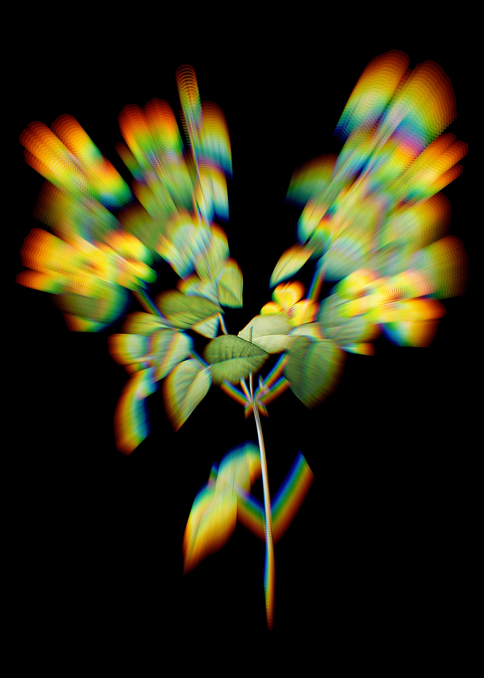 Prism Platilobium Flowers