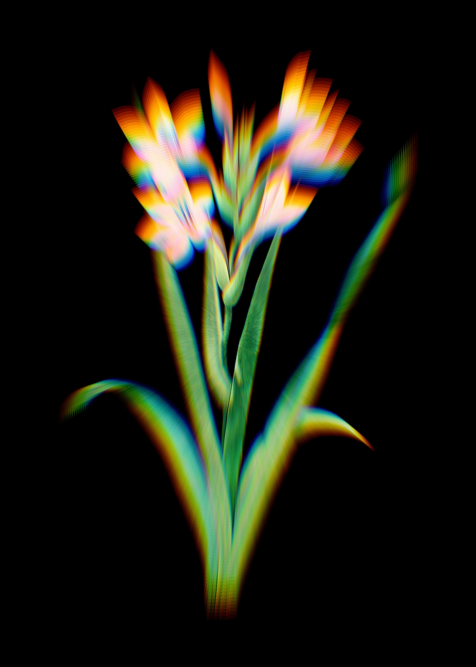 Prism Gladiolus Saccatus