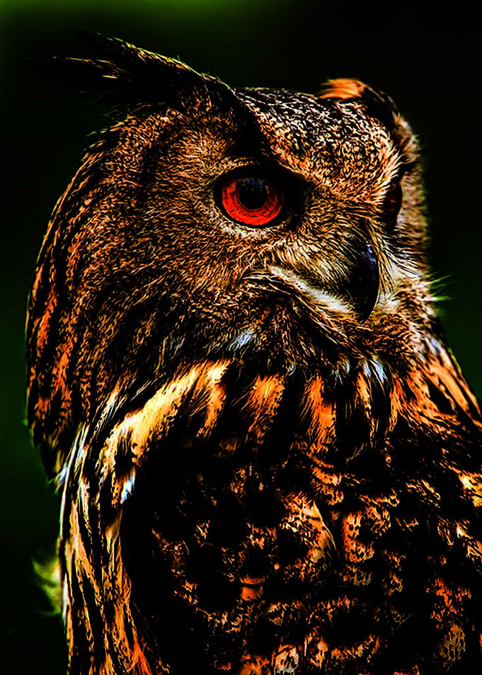 Animal 9