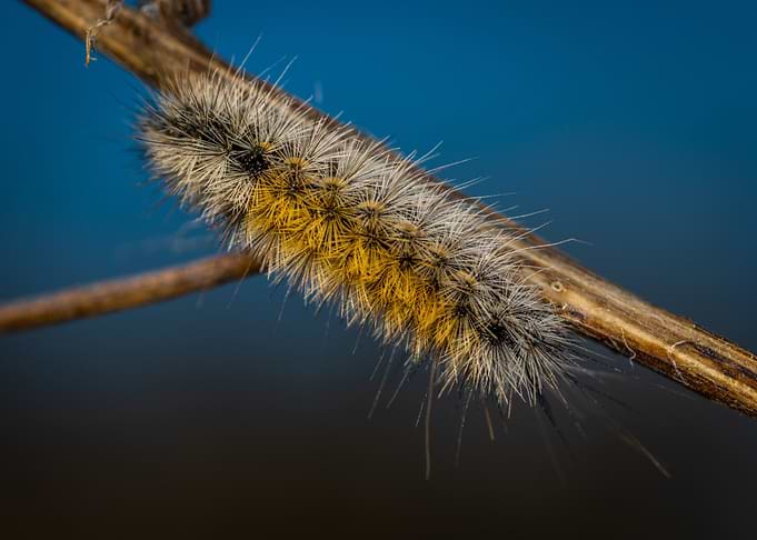brown moth caterpillar