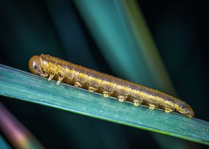 blue brown caterpillar