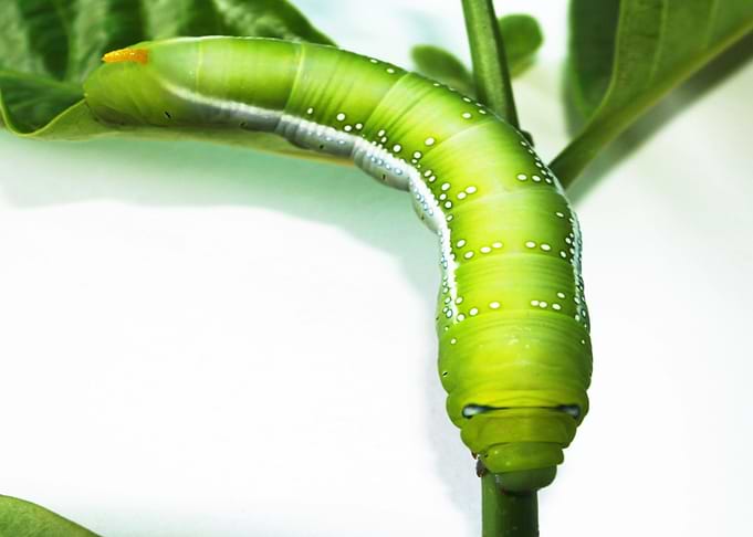 caterpillar green
