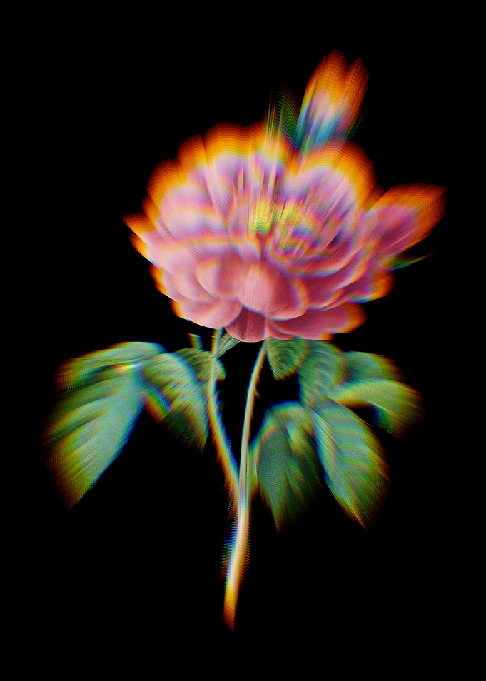 Prism Gallic Rose