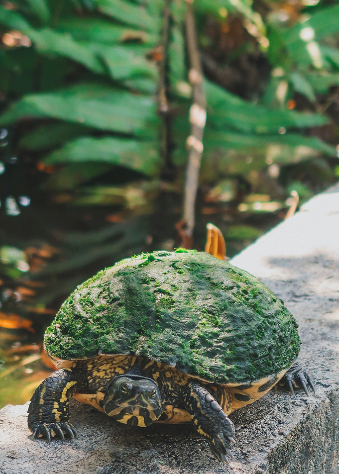 green turtle ledge