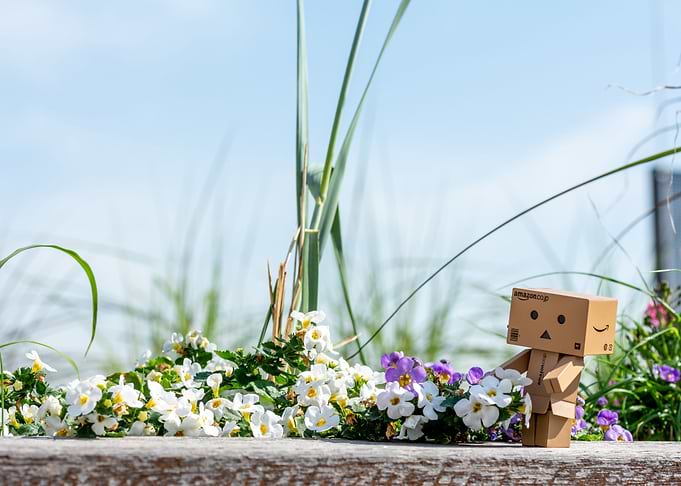 Danbo in Spring