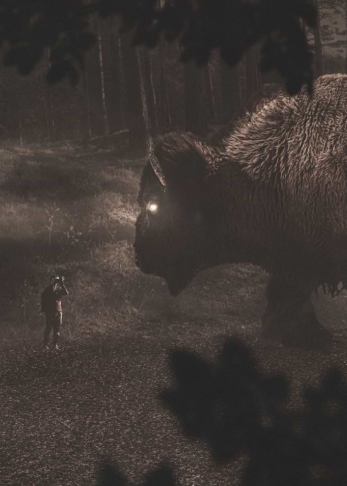 Alone in the forest