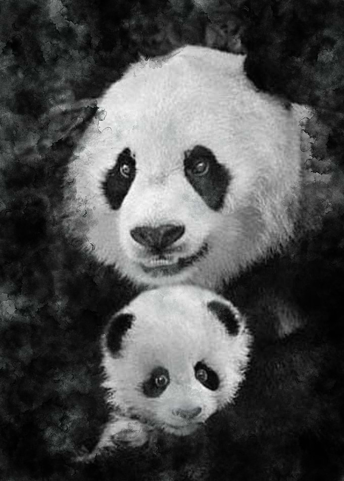 Panda Abstract