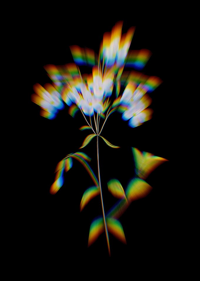Prism Phlox Flowers