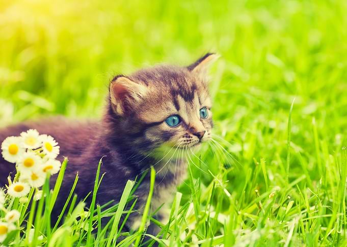 Animals Baby Beautiful Bea
