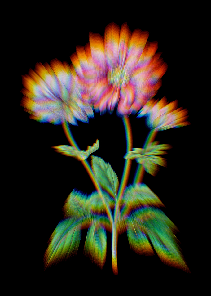 Prism Hyacinth