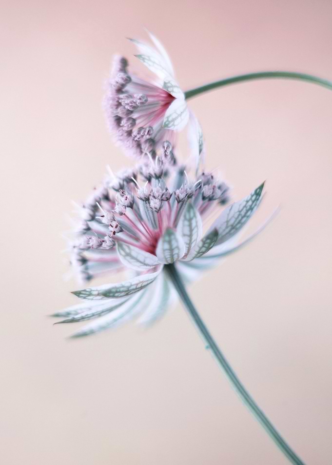 Astranta flowers