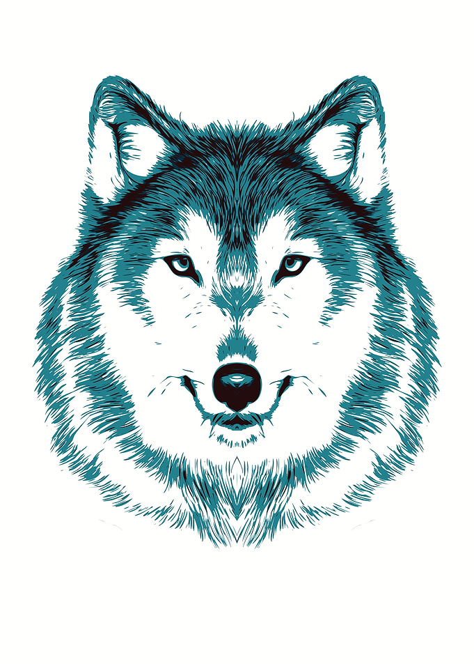 Wolf Head Illustration