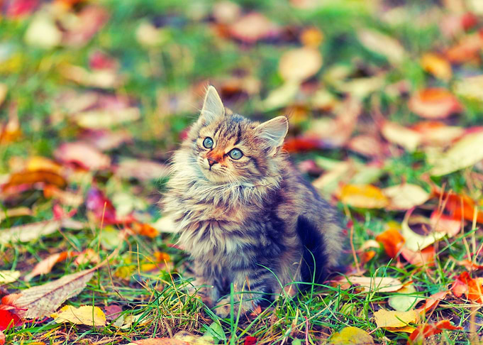 Adorable Alone Animal Autu