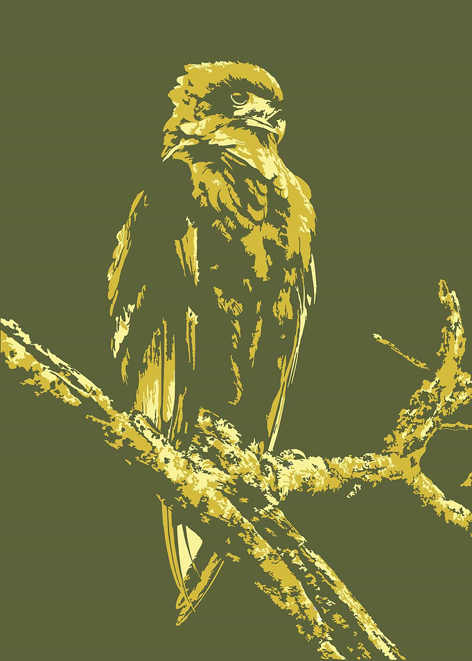 Eagle v9 Pop Art