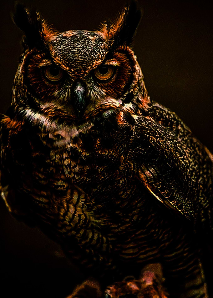 Animal 11