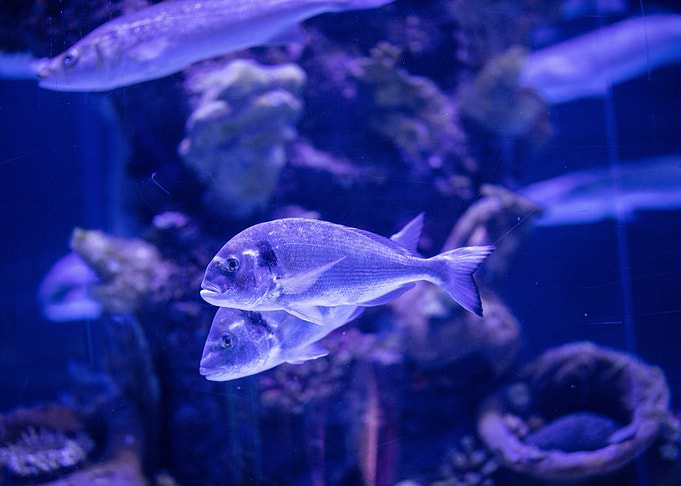 blue fish aquarium