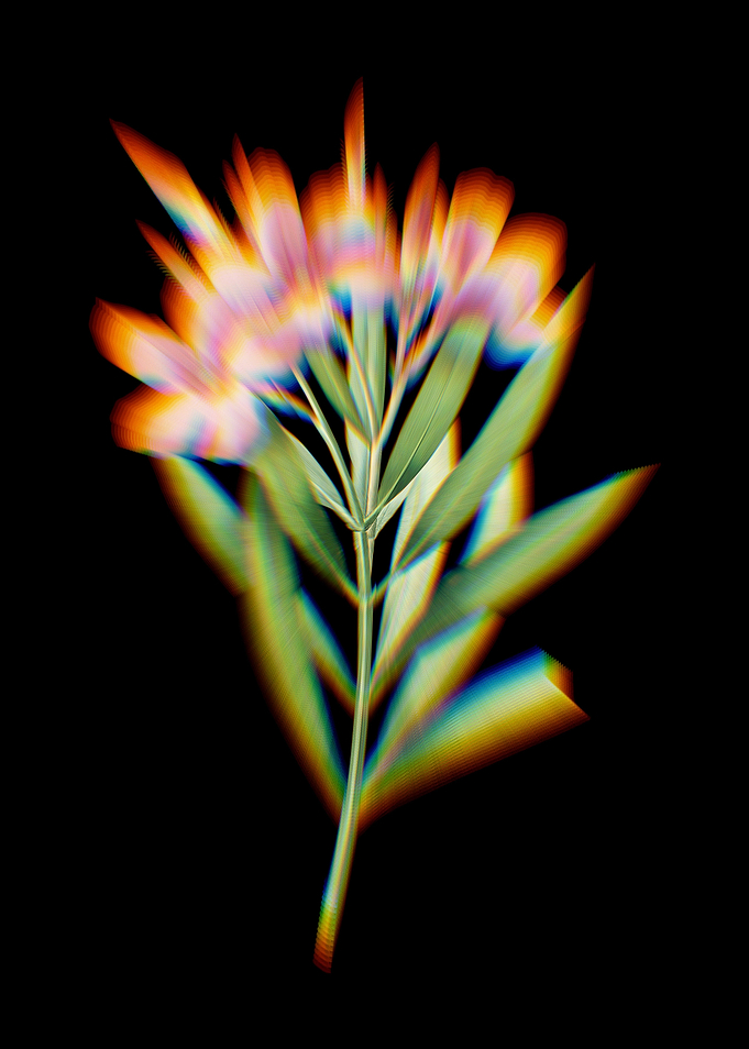 Prism Oleander Flowers